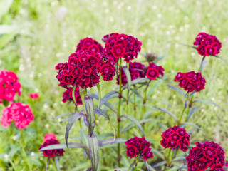 Fleurs en massif