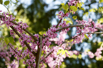 Flowers of the sakura blossoms on a spring day closeup