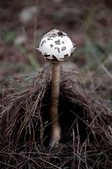 champignon 