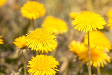 Naklejka premium Close-up view of yellow dandelions