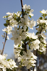 Flowers of the apple blossoms on a spring day closeup