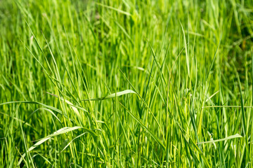 Fresh spring grass background