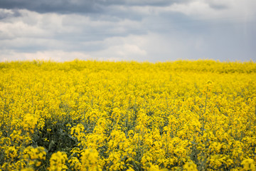 Obraz premium A beautiful bright yellow spring rapeseed field against the background of a dark cloudy sky. Agroindustrial industry