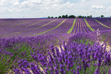 Endless lavender fields of Provence.  Beautiful lavender close-up in Provence, France © Natallia