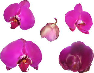dark purple five orchids on white