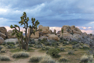 Joshua Trees and Rock Formations - Joshua Tree National Park, California