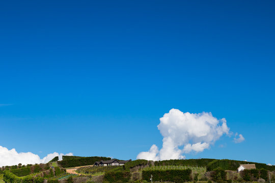 Hill top at Cable Bay Vineyards, Waiheke Island,New Zealand