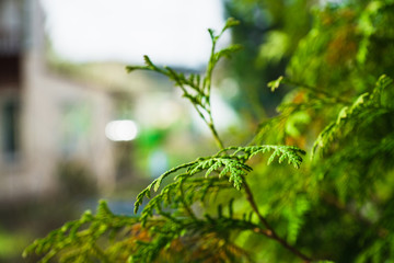 Green thuja bush in the garden. Selective focus.