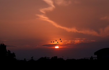 sky sunset with flying bird,sunset background
