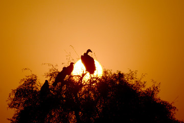The Griffon vulture (Gyps fulvus) IN SILHOUETTE Sunset