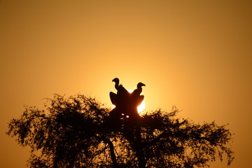The Griffon vulture (Gyps fulvus) IN SILHOUETTE Sunset