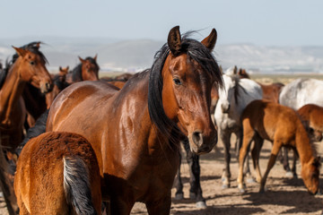 Horses