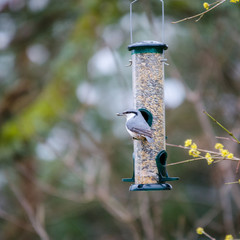 One wild nuthatch Sit in the three