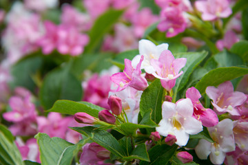 Tree of jasmine pink.
