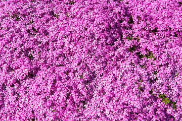 Background of small flowers of phlox