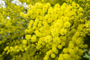 Yellow flowers of acacia dealbata, silver, blue wattle, mimosa tree i