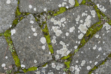 Detail of lichen and moss  on ancient paved street