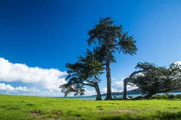 Broken Tree, Huruhi Bay, Waiheke Island, New Zealand