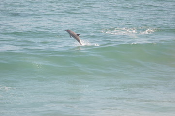 Dolphin