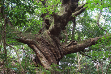 Giant oak tree in Tokigawa