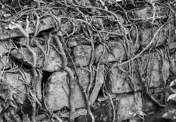 Roots at the old stone wall background and texture