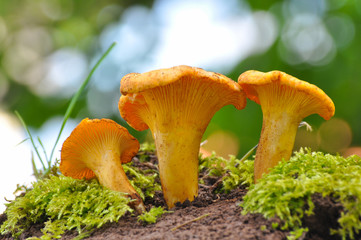 Collecting chanterelle mushroom in the forest. CANTHARELLUS CIBARIUS in moss with green background. Collecting mushrooms and preparing food. 