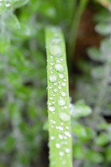 Drops 