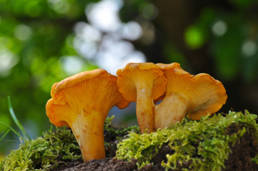 Collecting chanterelle mushroom in the forest. CANTHARELLUS CIBARIUS in moss with green background. Collecting mushrooms and preparing food. 