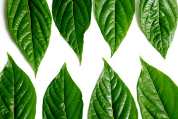 Green leaves on white background