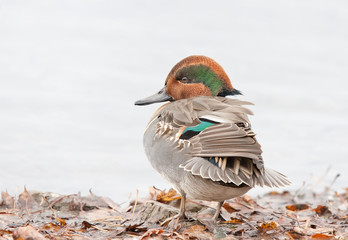 Green-winged teal male resting on side of pond in Canada