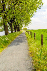 Seemingly endless path next to a row of trees