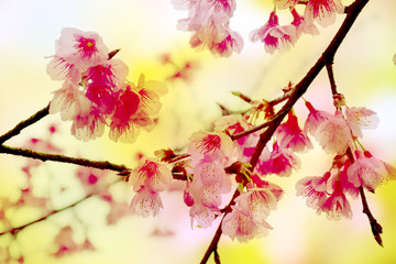 Blurred Thai sakura blooming in nature