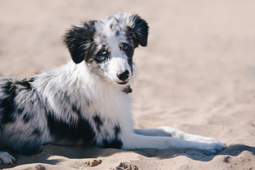 Adorable Cute Blue Merle Border Collie Puppy on the beach lying and and looking at the camera