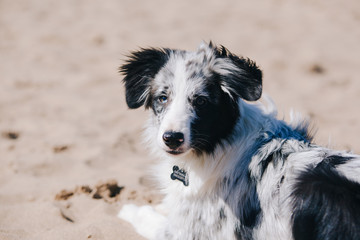 Adorable Cute Blue Merle Border Collie Puppy on the beach lying and and looking at the camera