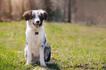 portrait adorable Cute Blue Merle Border Collie Puppy in the park