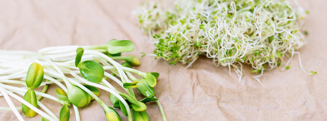 Mixed organic micro greens on craft paper. Fresh sunflower and heap of alfalfa micro green sprouts for vegan cooking. Healthy food and diet concept. Cut microgreens, top view, banner for website.