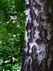 The world with my eyes