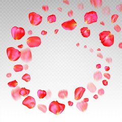 A lot of falling red rose petals on transparent background.