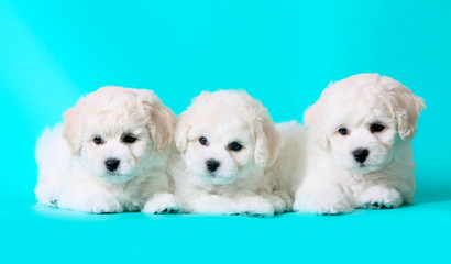 Three cute puppies. White breed bichon frize puppies. Small dog on a turquoise background.