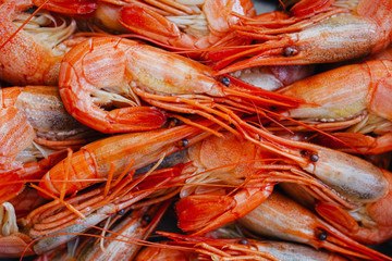 Shrimp red, delicious, boiled closeup