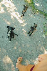 Lonely homeless stray dog on sidewalk street