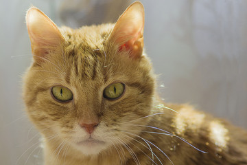 Ginger and white tabby cat