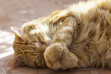 Ginger and white tabby cat