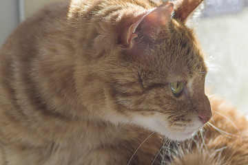 Green eye cat close up