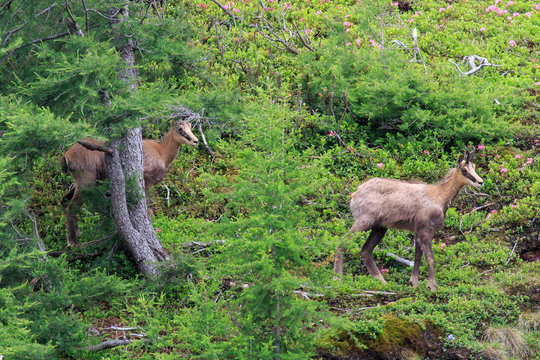 Chamois in Alps