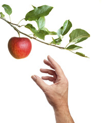 Picking an apple from a tree