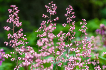 tiny pink flowers