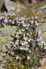 Alpine flower, Euphrasia Alpina (Eyebright) on rock with lichen. Valpelline, Aosta valley, Italy. Eyebright is used in treating eye infections.
