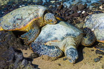 Turtles close-up