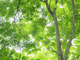 新緑のホオノキとカエデ